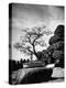 110 Year Old Bonsai Maple Tree on Estate of Collector Keibun Tanaka in Suburb of Tokyo-Alfred Eisenstaedt-Premier Image Canvas