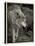 1135 Zoo Animals B&W-Gordon Semmens-Premier Image Canvas