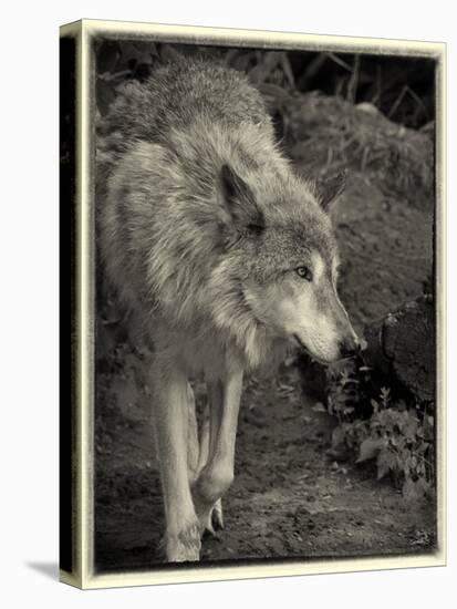 1135 Zoo Animals B&W-Gordon Semmens-Premier Image Canvas