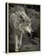 1135 Zoo Animals B&W-Gordon Semmens-Premier Image Canvas