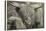 1161 Zoo Animals B&W-Gordon Semmens-Stretched Canvas