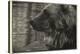 1178 Zoo Animals B&W-Gordon Semmens-Stretched Canvas
