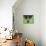 11CO-Pierre Henri Matisse-Premier Image Canvas displayed on a wall