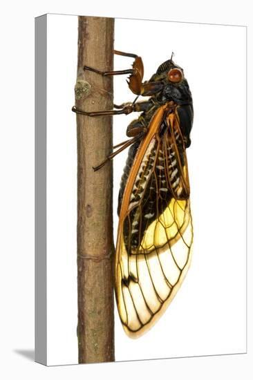 13-Year Periodical Cicada (Magicicada Tredecim) Oxford, Mississippi, USA-Jp Lawrence-Premier Image Canvas