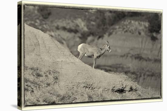 1361 Badlands B&W-Gordon Semmens-Stretched Canvas