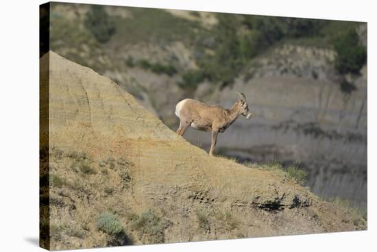 1361 Badlands-Gordon Semmens-Stretched Canvas