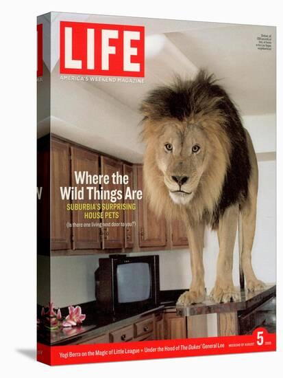 14-year-old Sinbad the Lion Standing on Counter in Owner's Las Vegas Kitchen, August 5, 2005-Marc Joseph-Premier Image Canvas