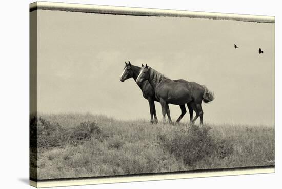 1402 Mustangs Of The Badlands B&W-Gordon Semmens-Stretched Canvas