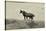 1402 Mustangs Of The Badlands B&W-Gordon Semmens-Stretched Canvas