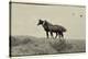 1402 Mustangs Of The Badlands B&W-Gordon Semmens-Stretched Canvas