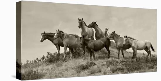 1421-Mustangs-2016-B&W-Gordon Semmens-Stretched Canvas