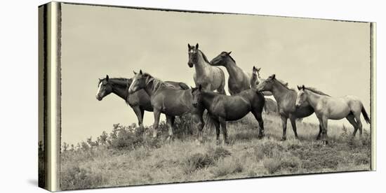 1421 Mustangs Of The Badlands B&W-Gordon Semmens-Stretched Canvas