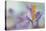 1526_Pastel spring-Heidi Westum-Premier Image Canvas