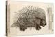 1560 Conrad Gesner Crested Porcupine-Paul Stewart-Premier Image Canvas