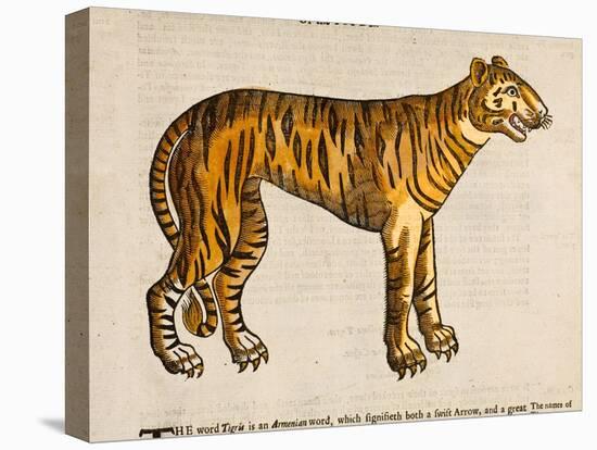 1607 Tiger by Topsell-Paul Stewart-Premier Image Canvas
