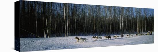 18 Huskies Begin the Long Haul of 1049 Miles to Nome, John Barron in Iditarod Race 1991, Alaska, US-null-Premier Image Canvas