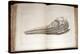 1814 Mary Anning First Ichthyosaur Skull-Paul Stewart-Premier Image Canvas