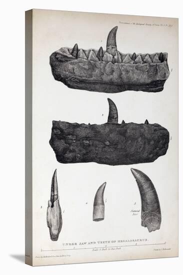 1824 Buckland's Megalosaurus Jaw Teeth-Paul Stewart-Premier Image Canvas