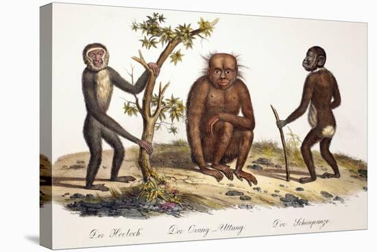 1824 Schinz Apes, Gibbon, Orang, Chimp-Paul Stewart-Premier Image Canvas