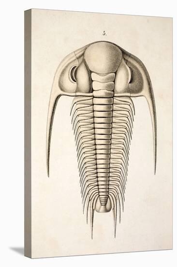 1846 Victorian Trilobite Paradoxides-Paul Stewart-Premier Image Canvas