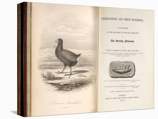 1851 Takahe Mantell's Petrifactions Book-Paul Stewart-Premier Image Canvas