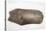 1865 Carved Mammoth Tusk, Human Antiquity-Paul Stewart-Premier Image Canvas
