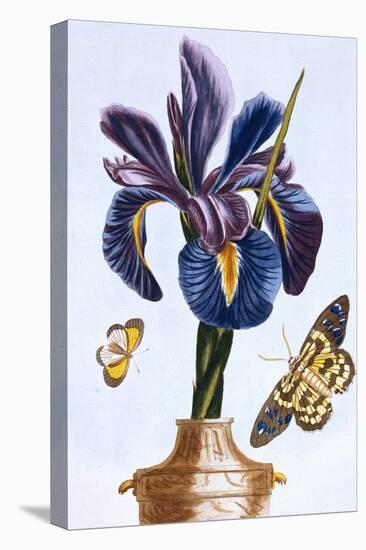 18th Century French Print of Common Iris With Butterflies-Stapleton Collection-Premier Image Canvas