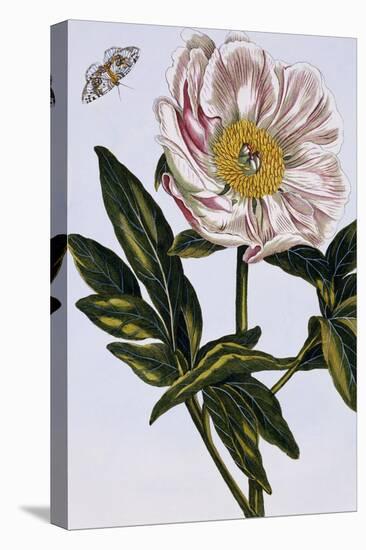 18th Century French Print of Flesh-coloured Common Peony-Stapleton Collection-Premier Image Canvas