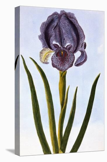 18th Century French Print of Mourning Iris-Stapleton Collection-Premier Image Canvas
