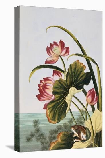 18th Century French Print of Red Water Lily of China-Stapleton Collection-Premier Image Canvas