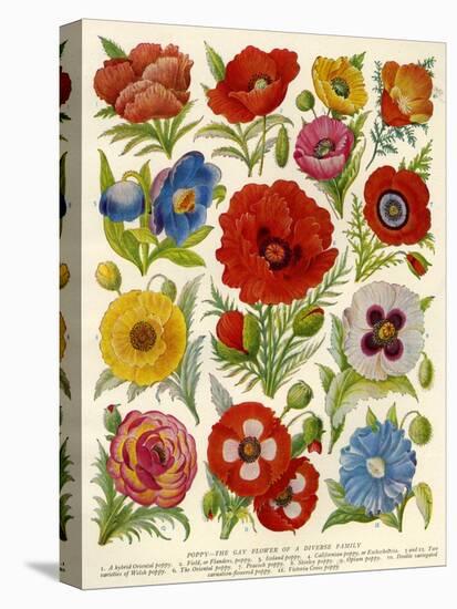 1920s UK Flowers Magazine Plate-null-Premier Image Canvas
