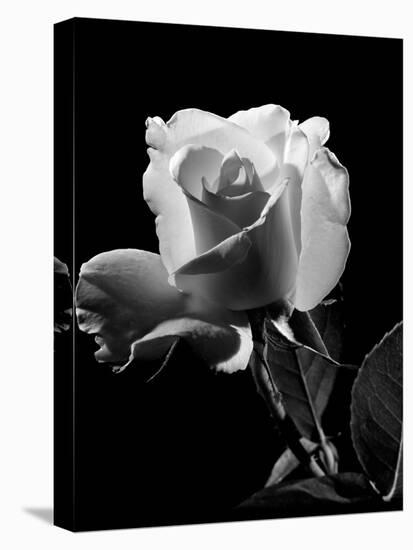 1940s Close-Up of Light-Colored Rose-null-Premier Image Canvas