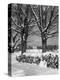 1940s PILE OF SNOW-COVERED FIREWOOD LOGS STACKED BETWEEN TWO TREES WITH COUNTRY CHURCH IN BACKGR...-Panoramic Images-Premier Image Canvas