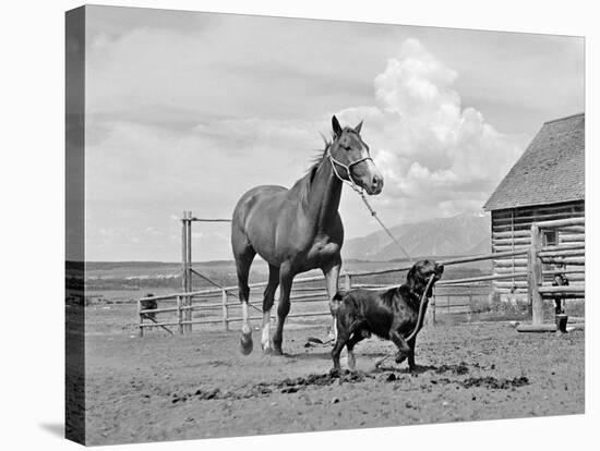 1950s-1960s Black Dog Leading Horse by Holding Rope Halter in His Mouth-null-Premier Image Canvas