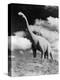 1950s Life-Size Statue of Extinct Long Neck Gigantic Brontosaurus Dinosaur Park Established 1936-null-Premier Image Canvas