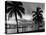 1950s Night Skyline View across the Bay Two Palm Trees Silhouetted in Foreground Miami, Florida-null-Premier Image Canvas