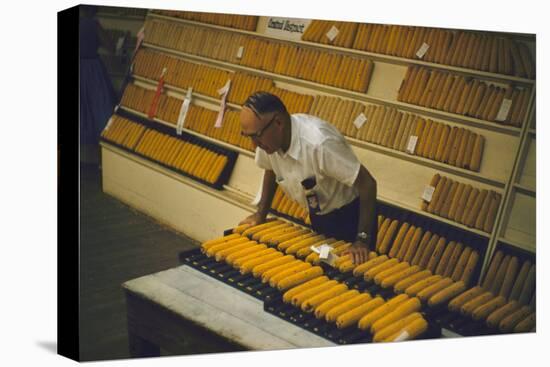 1955: at the Iowa State Fair, a Judge Examine Corn Cob Entries, Des Moines, Iowa-John Dominis-Premier Image Canvas