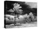 1960s Infrared Scenic Photograph of Tropical Palm Trees Blowing in Storm Florida Keys-null-Premier Image Canvas