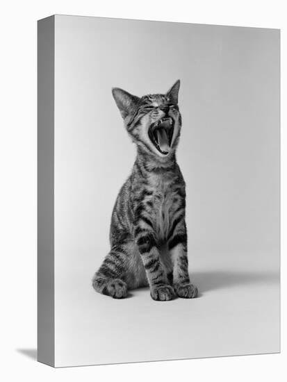 1960s Kitten Sitting and Yawning-null-Premier Image Canvas