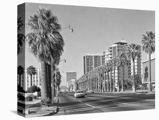 1960s Rows of Palm Trees Central Avenue Phoenix AZ-null-Premier Image Canvas