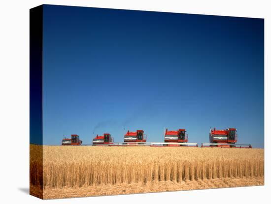 1970s Five Massey Ferguson Combines Harvesting Wheat Nebraska-null-Premier Image Canvas