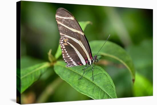 1983-Butterfly House-Gordon Semmens-Stretched Canvas