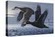 1990 Black Scoters-Wilhelm Goebel-Premier Image Canvas