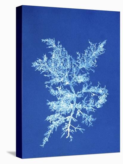 19th-century Alga Cyanotype-Spencer Collection-Premier Image Canvas