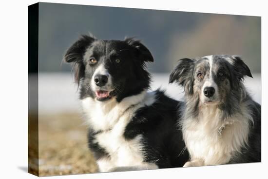 2 Border Collies-Andraz_Cerar-Premier Image Canvas