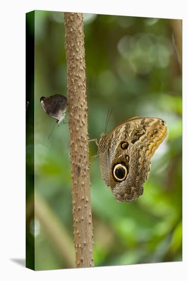 2 butterflies, on the left-hand side small beauties, Colobura dirce, to the right of banana butterf-Alexander Georgiadis-Premier Image Canvas