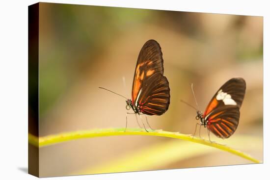 2 butterflies passion flower butterfly, Heliconius, on leaves-Alexander Georgiadis-Premier Image Canvas