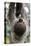 2 Finger Sloth, Choloepus Didactylus, Branch, Hang, Climb Headlong-Ronald Wittek-Premier Image Canvas