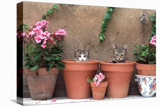 2 Kittens in Flowerpots-null-Premier Image Canvas