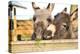 2 Miniature Donkeys Cuddling While They are Eating Grass.-babeaudufraing-Premier Image Canvas